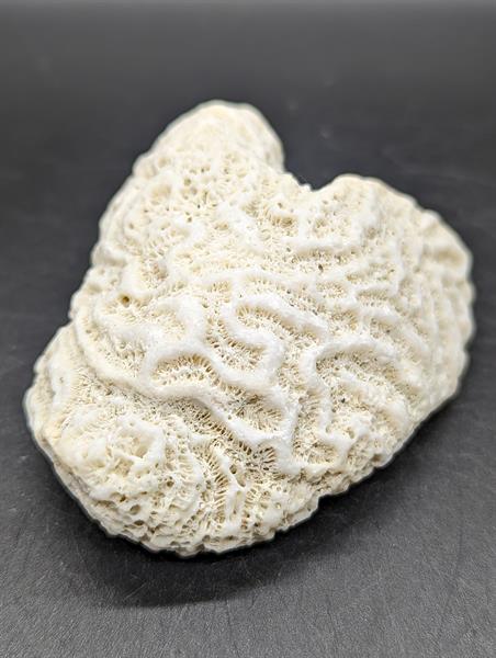 Coral var. Brain Coral