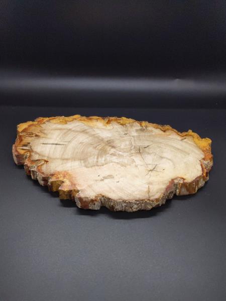 Petrified Wood 