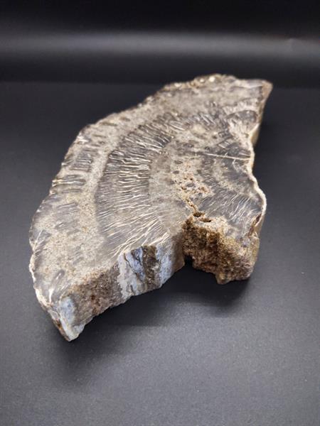 Petrified Wood 