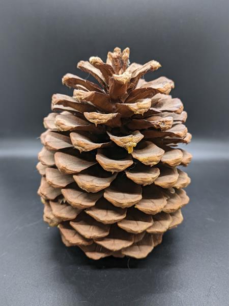 Pinecone var. Ponderosa