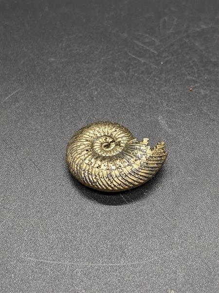 Pyrite Ammonite