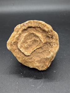 Stromatolite