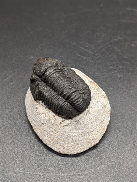 Trilobite